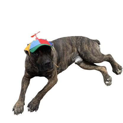 GEANBAYE Dog Hats with Funny Propeller Size and Rope Double Adjustment Pet Hats for Small ，Medium， Large Dog and Cat (Iridescent)