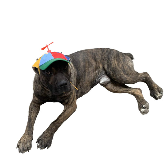 GEANBAYE Dog Hats with Funny Propeller Size and Rope Double Adjustment Pet Hats for Small ，Medium， Large Dog and Cat (Iridescent)